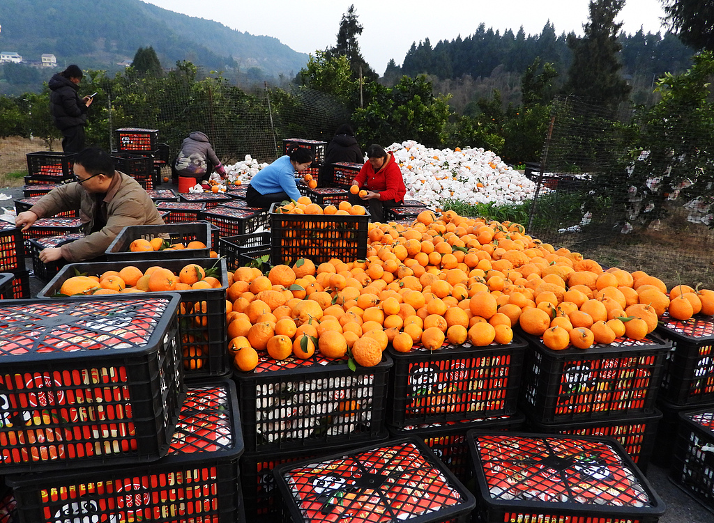 四川达州：万亩有机柑橘迎来丰收