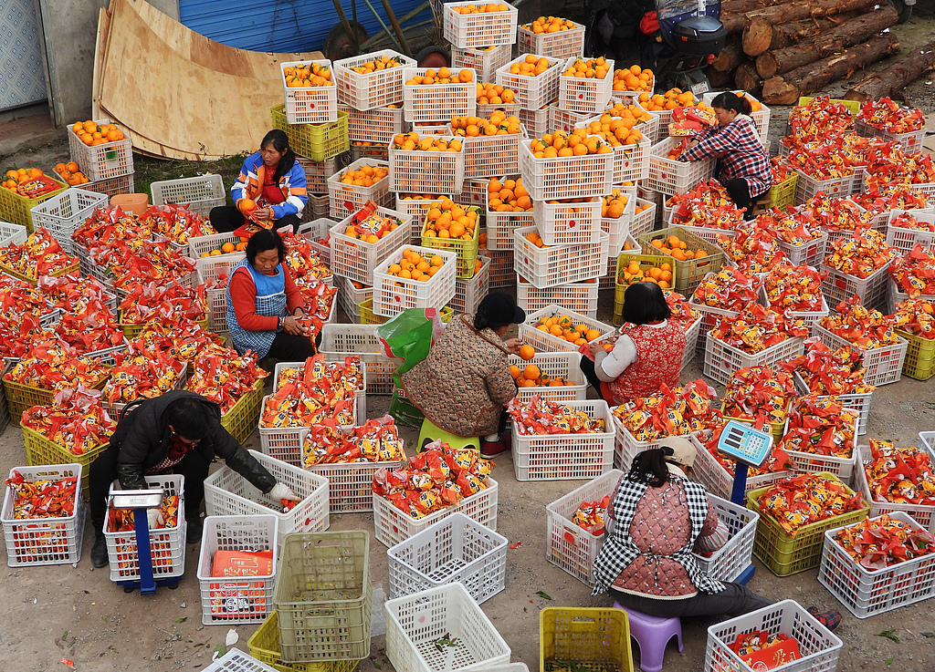 四川达州：万亩有机柑橘迎来丰收