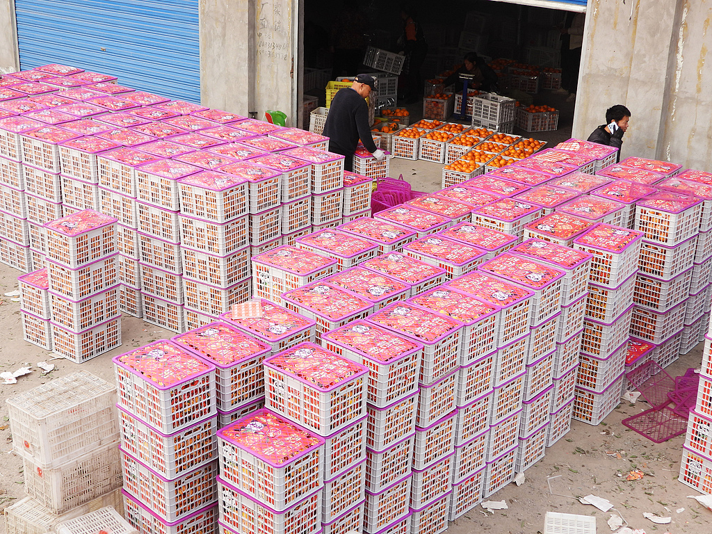 四川达州：万亩有机柑橘迎来丰收