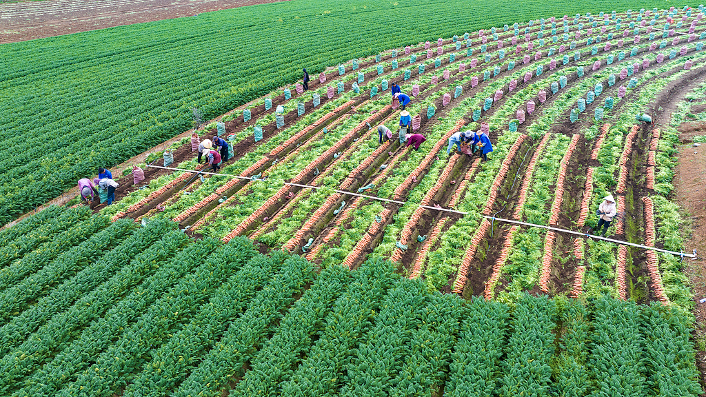 广西南宁：农民们在田间采收胡萝卜