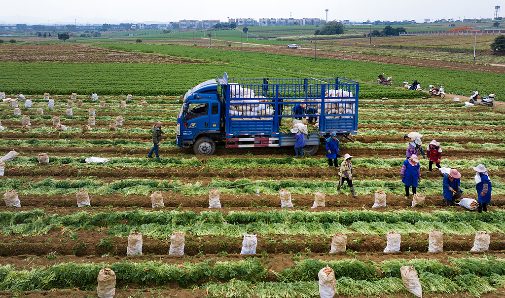 广西南宁：农民们在田间采收胡萝卜
