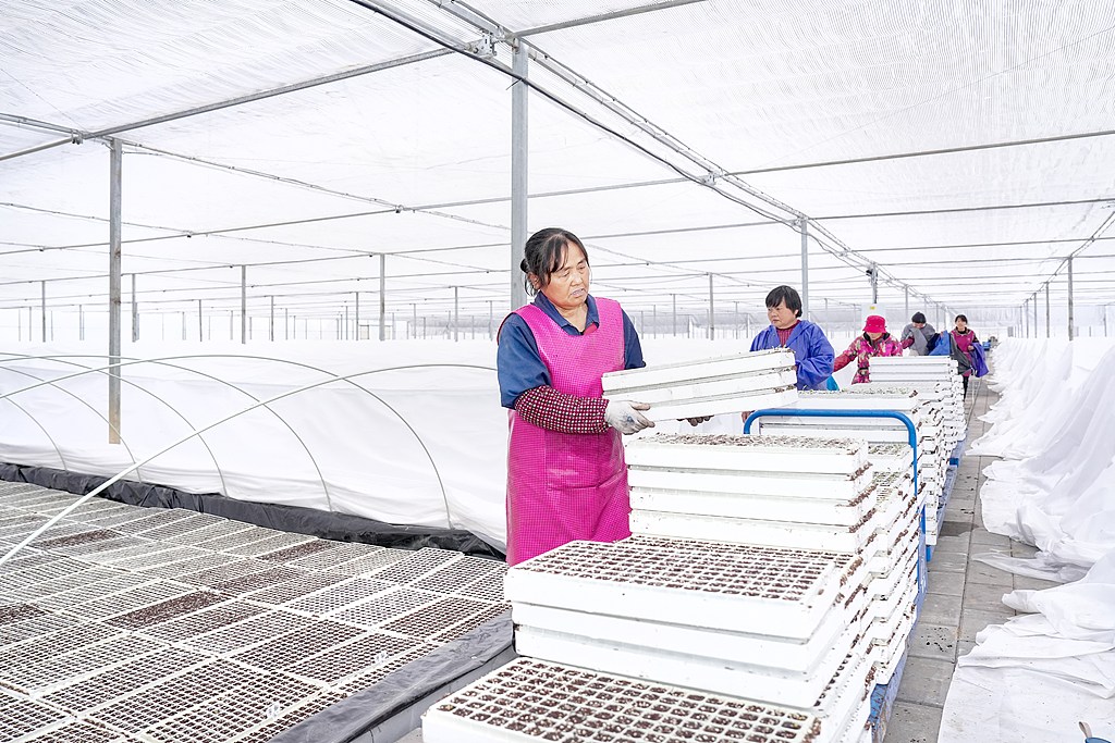 浙江安吉：工作人员进行水培育苗作业