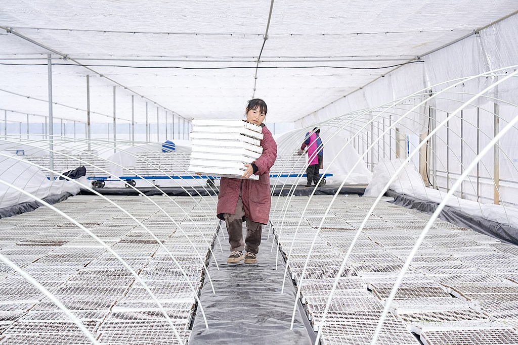 浙江安吉：工作人员进行水培育苗作业