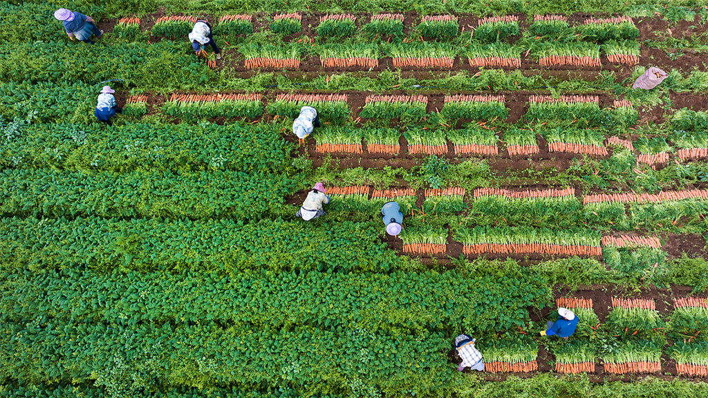 广西南宁：农民们在田间采收胡萝卜