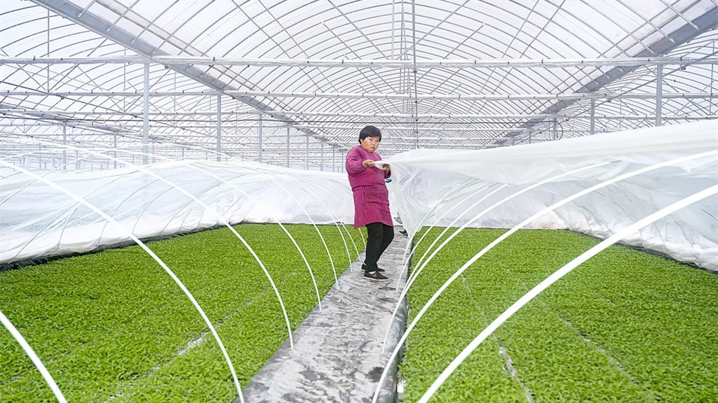 浙江安吉：工作人员进行水培育苗作业