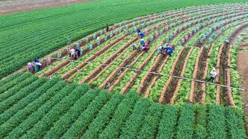 广西南宁：农民们在田间采收胡萝卜