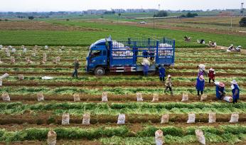广西南宁：农民们在田间采收胡萝卜