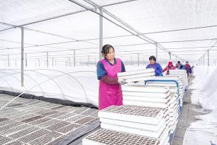 浙江安吉：工作人员进行水培育苗作业