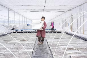 浙江安吉：工作人员进行水培育苗作业