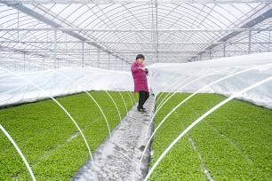 浙江安吉：工作人员进行水培育苗作业