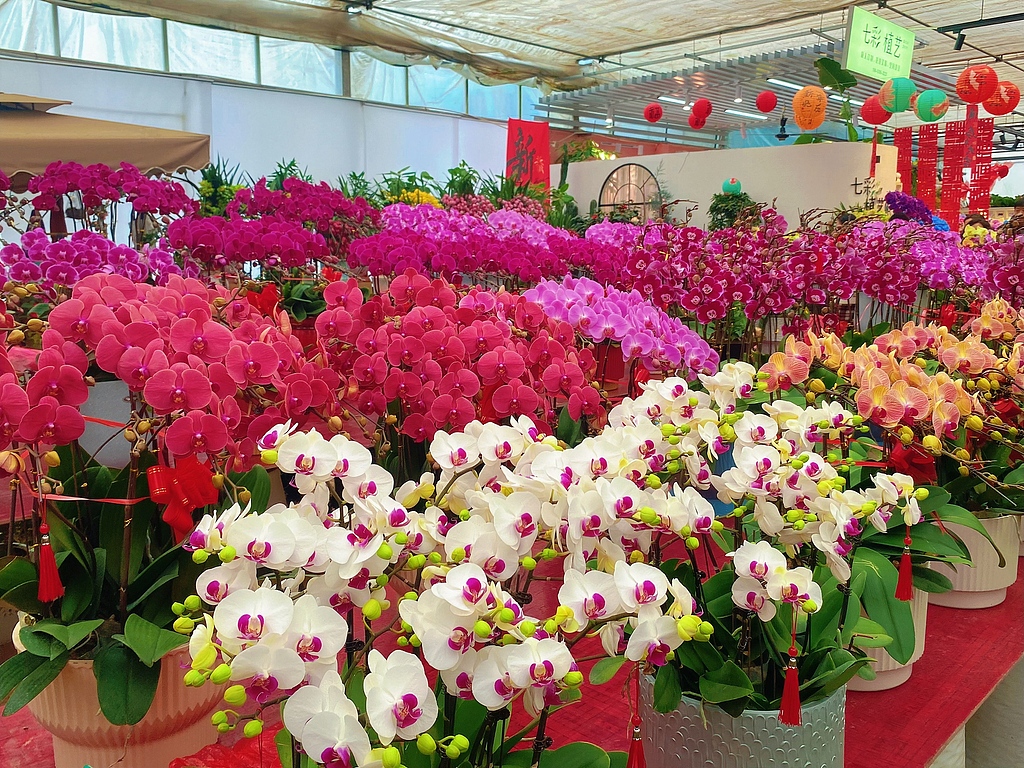 山东泰安：花卉市场迎销售旺季