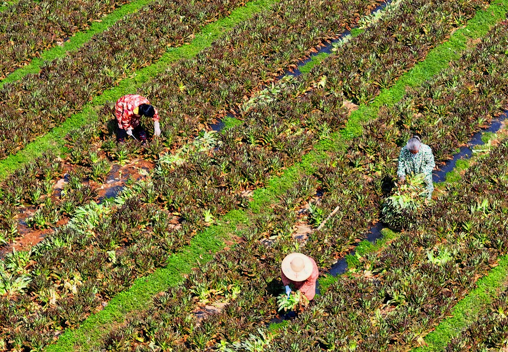 江西泰和：采收蔬菜保供应