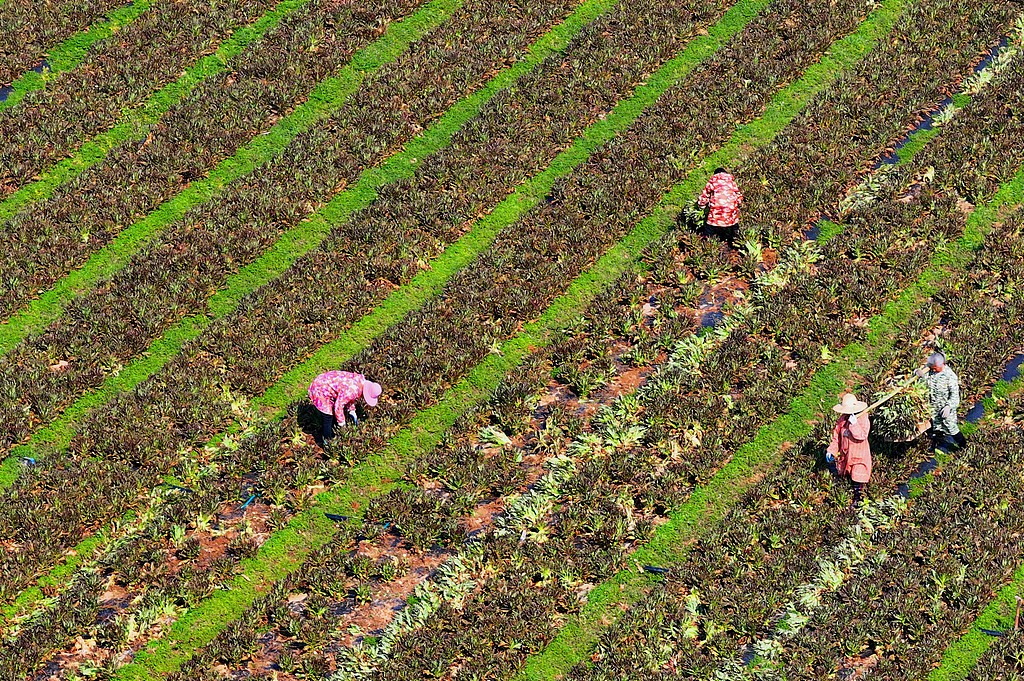 江西泰和：采收蔬菜保供应