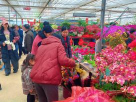 山东泰安：花卉市场迎销售旺季
