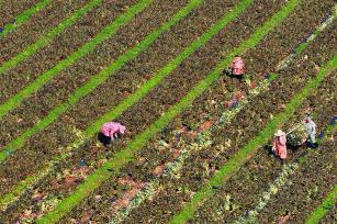 江西泰和：采收蔬菜保供应