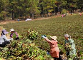 江西泰和：采收蔬菜保供应