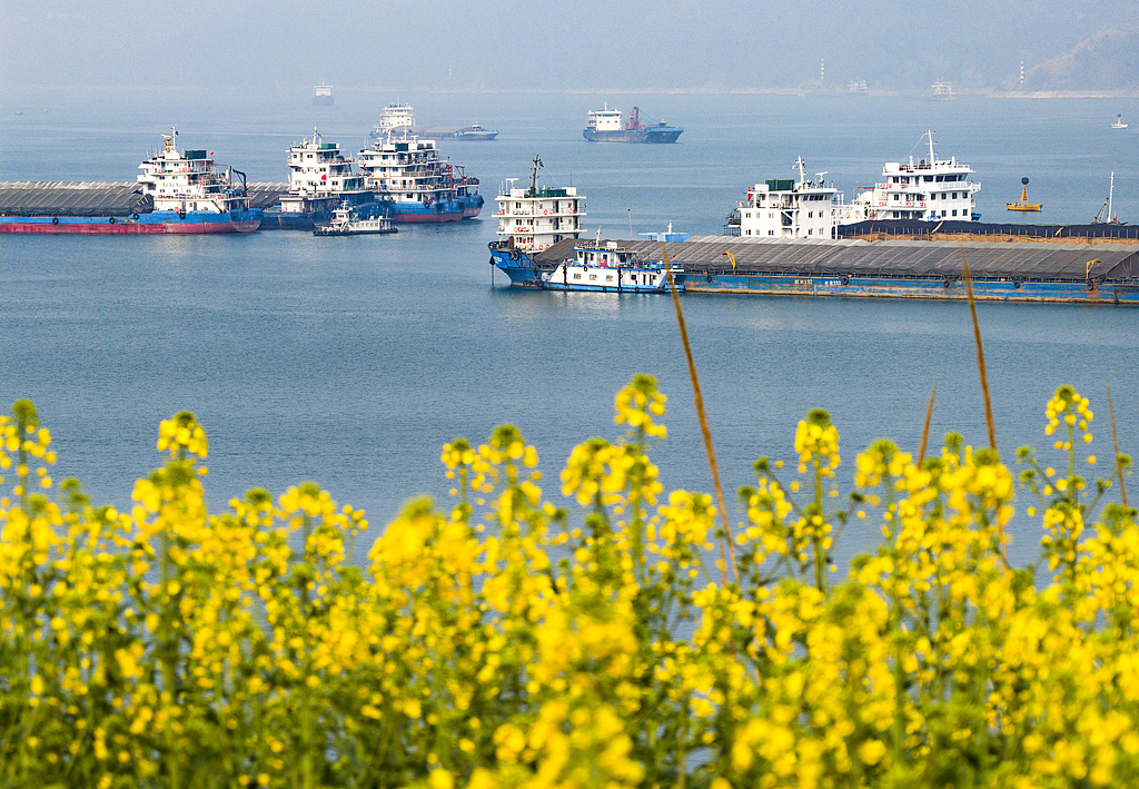湖北宜昌：长江三峡两岸油菜花次第开放