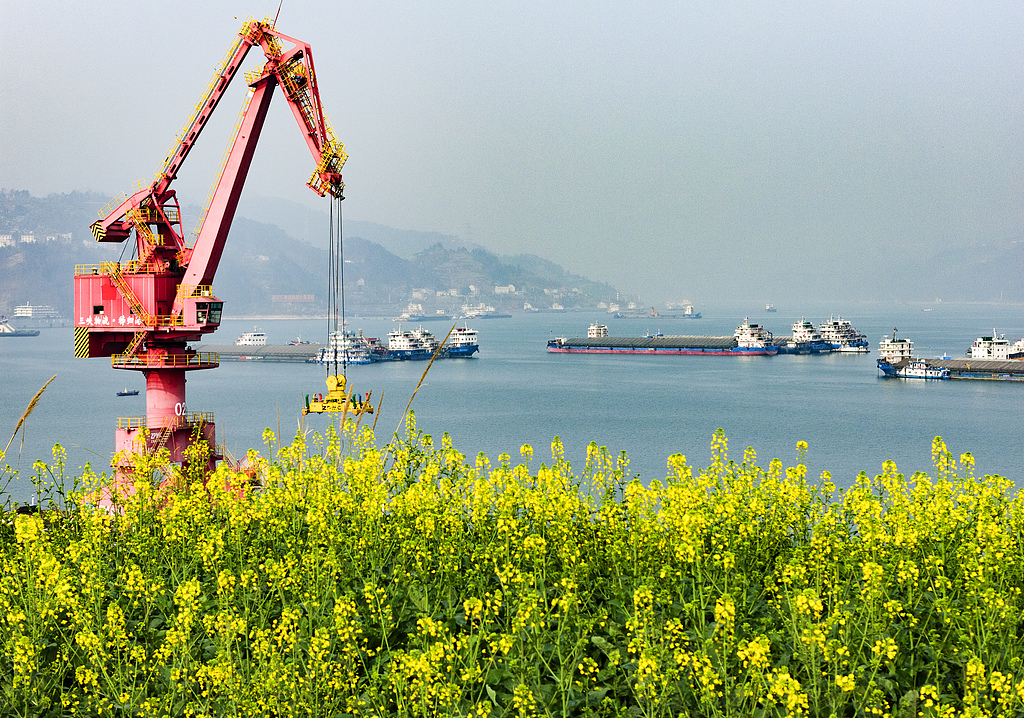 湖北宜昌：长江三峡两岸油菜花次第开放