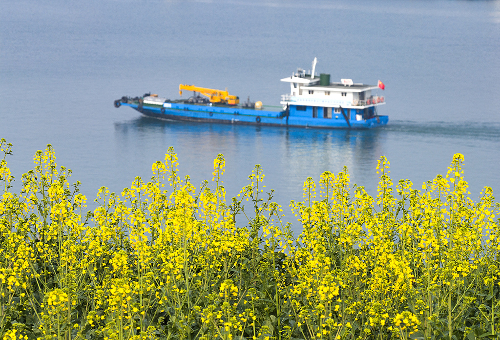 湖北宜昌：长江三峡两岸油菜花次第开放