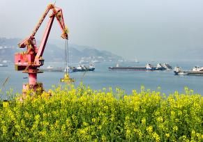 湖北宜昌：长江三峡两岸油菜花次第开放