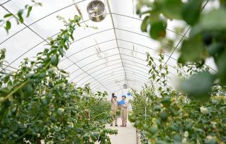 江苏海安：工作人员在大棚检查用电安全