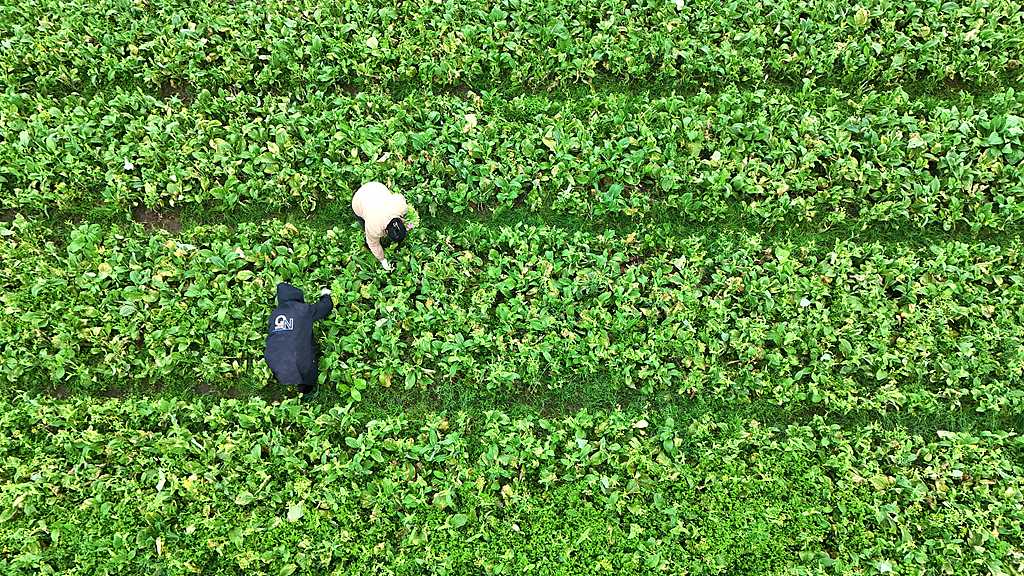 广西来宾：菜农在田间采收蔬菜