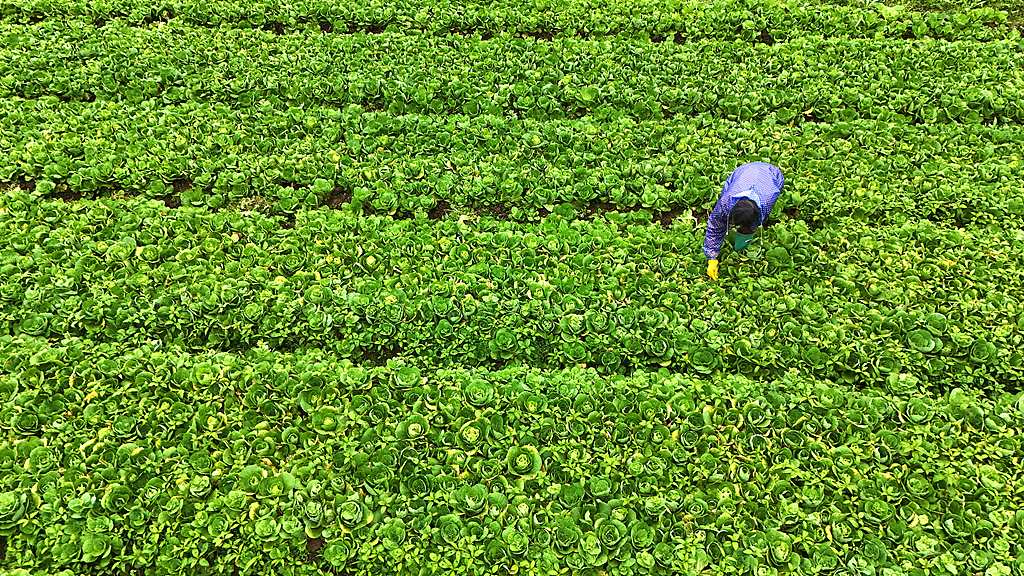 广西来宾：菜农在田间采收蔬菜