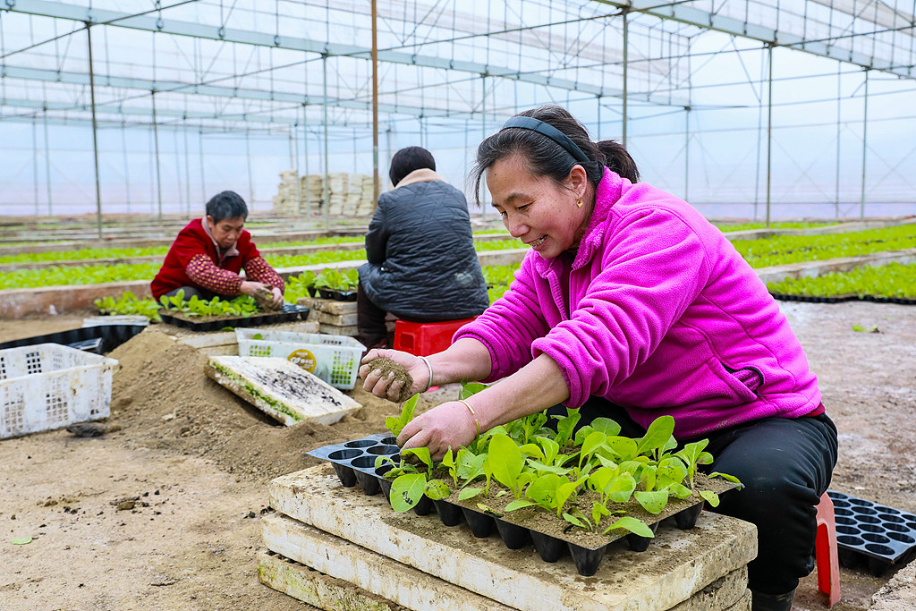 湖南永州：农民抢抓农时移栽秧苗