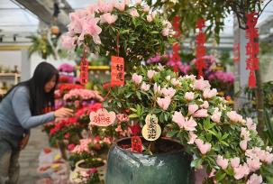 吉林长春：市民在花卉市场选购年宵花