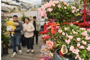 吉林长春：市民在花卉市场选购年宵花
