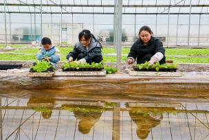 湖南永州：农民抢抓农时移栽秧苗