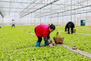 湖南永州：农民抢抓农时移栽秧苗