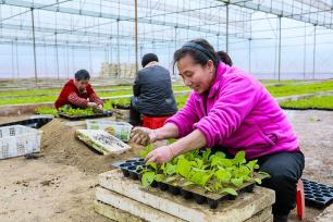 湖南永州：农民抢抓农时移栽秧苗