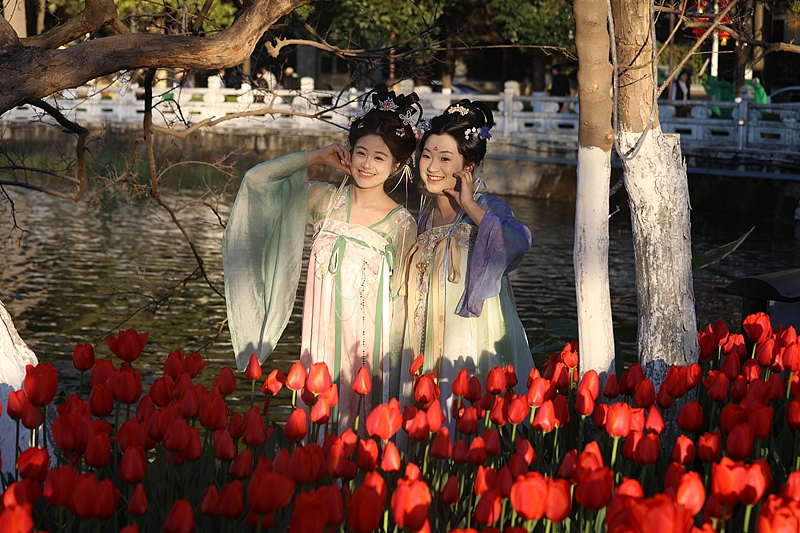 昆明：翠湖公园郁金香绽放迎新春