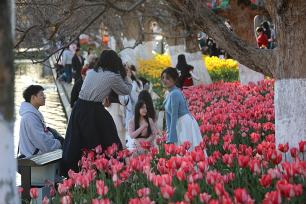 昆明：翠湖公园郁金香绽放迎新春
