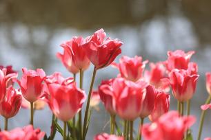 昆明：翠湖公园郁金香绽放迎新春