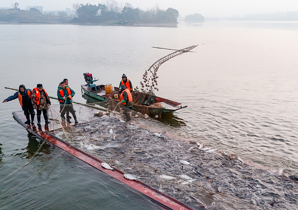 四川广安：大洪湖渔民捕捞鲜鱼供应春节市场