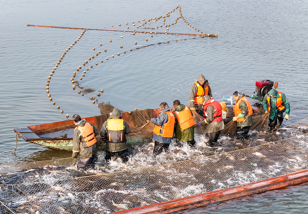 四川广安：大洪湖渔民捕捞鲜鱼供应春节市场