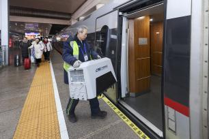 北京：春运出行新变化 高铁宠物托运业务忙