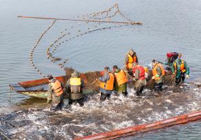 四川广安：大洪湖渔民捕捞鲜鱼供应春节市场