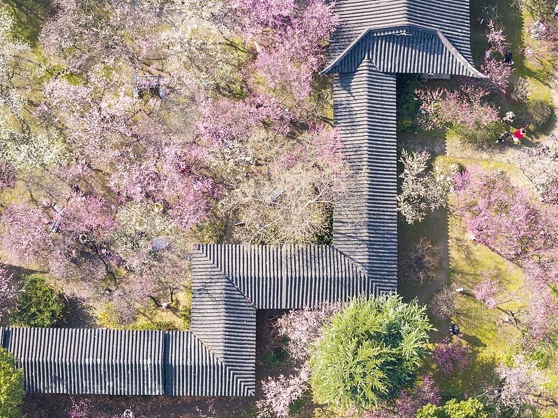 南京：雨花台风景区梅花盛开引客来