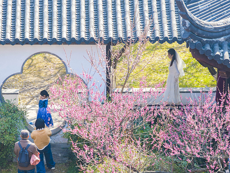南京：雨花台风景区梅花盛开引客来