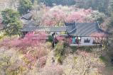 南京：雨花台风景区梅花盛开引客来