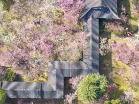 南京：雨花台风景区梅花盛开引客来