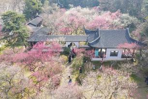 南京：雨花台风景区梅花盛开引客来