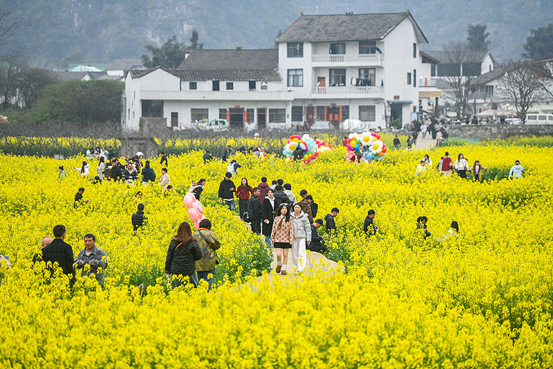贵州兴义：民众踏青赏花享春光