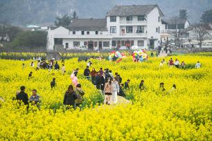 贵州兴义：民众踏青赏花享春光