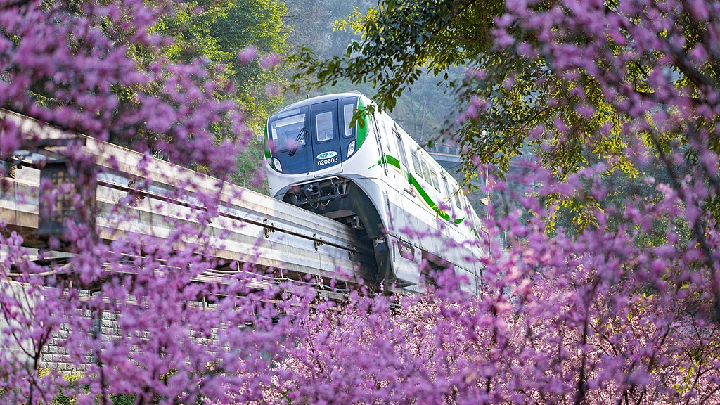 重庆：列车穿行花海 宛如童话世界