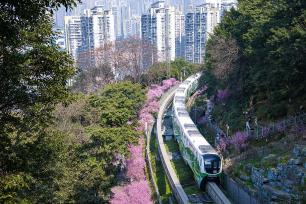 重庆：列车穿行花海 宛如童话世界