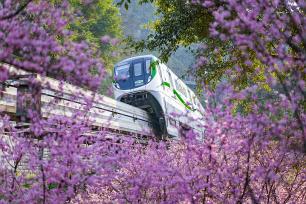 重庆：列车穿行花海 宛如童话世界